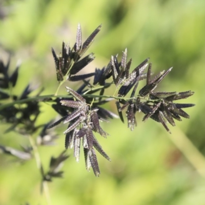 Eragrostis cilianensis (Stinkgrass) at Hawker, ACT - 7 Apr 2020 by AlisonMilton