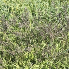 Eragrostis cilianensis at Hawker, ACT - 7 Apr 2020