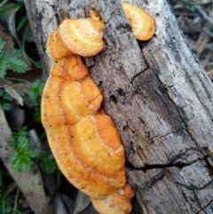 Trametes coccinea (Scarlet Bracket) at QPRC LGA - 13 Apr 2020 by Zoed