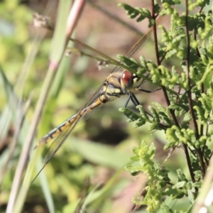 Hemicordulia tau at Hawker, ACT - 7 Apr 2020