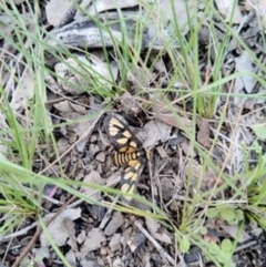 Amata (genus) (Handmaiden Moth) at QPRC LGA - 13 Apr 2020 by Zoed