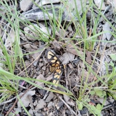 Amata (genus) (Handmaiden Moth) at QPRC LGA - 13 Apr 2020 by Zoed