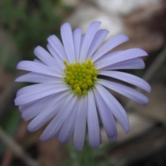 Brachyscome rigidula (Hairy Cut-leaf Daisy) at Hackett, ACT - 13 Apr 2020 by pinnaCLE