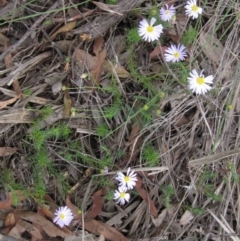 Brachyscome rigidula at Hackett, ACT - 13 Apr 2020 03:06 PM