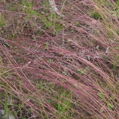 Tripogonella loliiformis (Five Minute Grass, Rye Beetle-Grass) at Black Mountain - 13 Apr 2020 by pinnaCLE