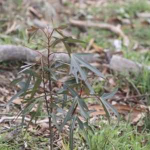 Brachychiton populneus subsp. populneus at Dunlop, ACT - 7 Apr 2020