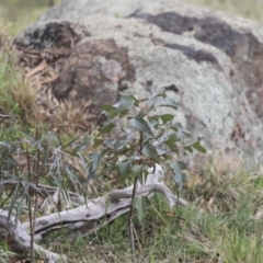 Brachychiton populneus subsp. populneus at Dunlop, ACT - 7 Apr 2020