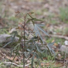 Brachychiton populneus subsp. populneus at Dunlop, ACT - 7 Apr 2020