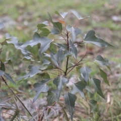 Brachychiton populneus subsp. populneus at Dunlop, ACT - 7 Apr 2020