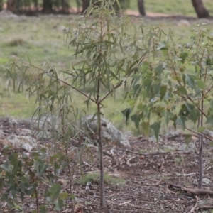 Brachychiton populneus subsp. populneus at Dunlop, ACT - 7 Apr 2020