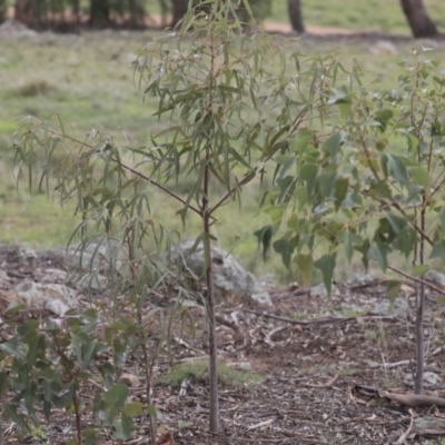 Brachychiton populneus subsp. populneus (Kurrajong) at The Pinnacle - 7 Apr 2020 by AlisonMilton