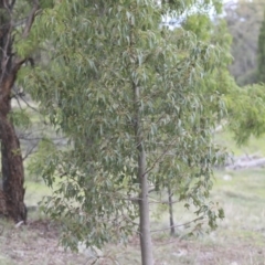 Brachychiton populneus subsp. populneus at Dunlop, ACT - 7 Apr 2020