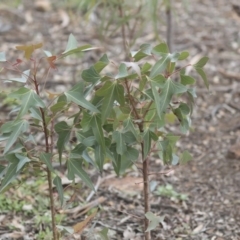 Brachychiton populneus subsp. populneus at Dunlop, ACT - 7 Apr 2020