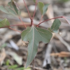 Brachychiton populneus subsp. populneus at Dunlop, ACT - 7 Apr 2020