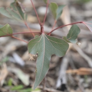 Brachychiton populneus subsp. populneus at Dunlop, ACT - 7 Apr 2020 01:53 PM