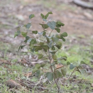 Brachychiton populneus subsp. populneus at Dunlop, ACT - 7 Apr 2020