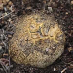 Scleroderma sp. at Hawker, ACT - 7 Apr 2020