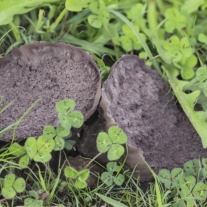 Calvatia cyathiformis at Dunlop, ACT - 7 Apr 2020