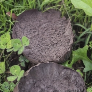 Calvatia cyathiformis at Dunlop, ACT - 7 Apr 2020