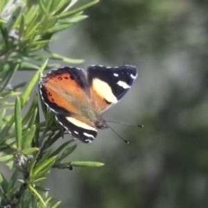 Vanessa itea at Hawker, ACT - 7 Apr 2020 10:30 AM