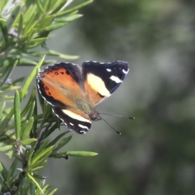 Vanessa itea (Yellow Admiral) at The Pinnacle - 7 Apr 2020 by AlisonMilton