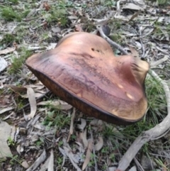 Phlebopus marginatus (Giant Bolete) at QPRC LGA - 13 Apr 2020 by Zoed