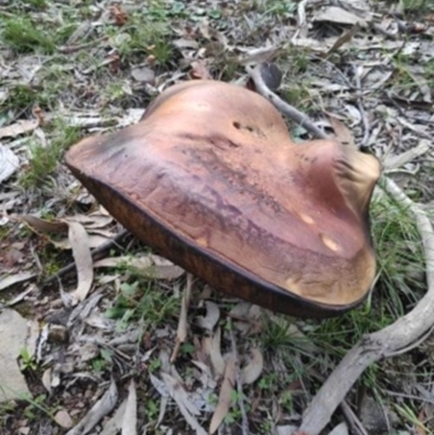 Phlebopus marginatus (Giant Bolete) at Stony Creek Nature Reserve - 13 Apr 2020 by Zoed