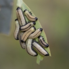 Paropsisterna cloelia (Eucalyptus variegated beetle) at The Pinnacle - 7 Apr 2020 by AlisonMilton