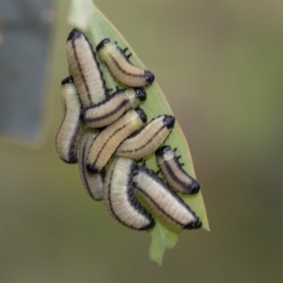 Paropsisterna cloelia (Eucalyptus variegated beetle) at The Pinnacle - 7 Apr 2020 by AlisonMilton