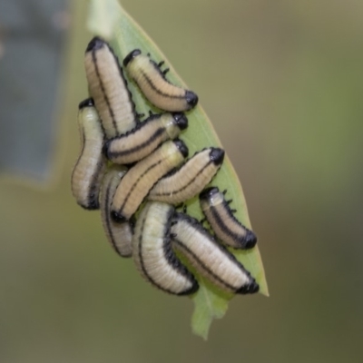 Paropsisterna cloelia (Eucalyptus variegated beetle) at Dunlop, ACT - 7 Apr 2020 by AlisonMilton