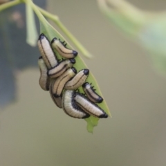 Paropsisterna cloelia at Dunlop, ACT - 7 Apr 2020