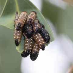 Paropsini sp. (tribe) (Unidentified paropsine leaf beetle) at Dunlop, ACT - 7 Apr 2020 by AlisonMilton