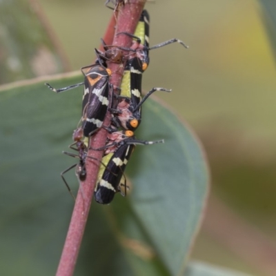 Eurymeloides pulchra (Gumtree hopper) at Dunlop, ACT - 7 Apr 2020 by AlisonMilton