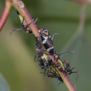 Eurymeloides pulchra at Dunlop, ACT - 7 Apr 2020