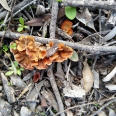 Podoscypha petalodes at Stony Creek Nature Reserve - 13 Apr 2020 by Zoed