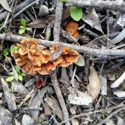 Podoscypha petalodes at QPRC LGA - 13 Apr 2020 by Zoed