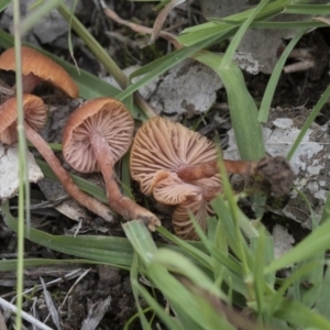 Laccaria sp. at Dunlop, ACT - 7 Apr 2020