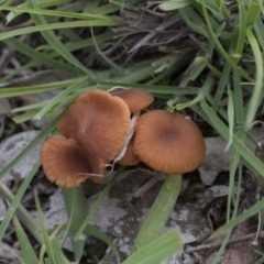 Laccaria sp. at Dunlop, ACT - 7 Apr 2020