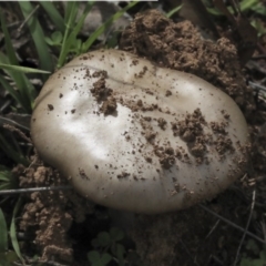 zz agaric (stem; gills white/cream) at Dunlop, ACT - 7 Apr 2020 by AlisonMilton