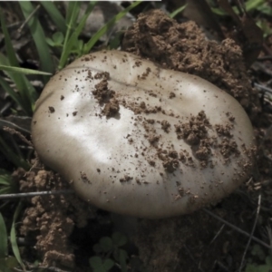 zz agaric (stem; gills white/cream) at Dunlop, ACT - 7 Apr 2020