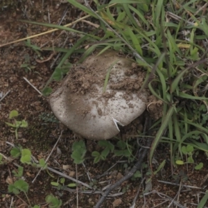 zz agaric (stem; gills white/cream) at Dunlop, ACT - 7 Apr 2020