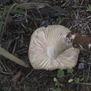 zz agaric (stem; gills white/cream) at Dunlop, ACT - 7 Apr 2020