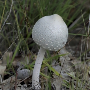 Macrolepiota dolichaula at Dunlop, ACT - 7 Apr 2020