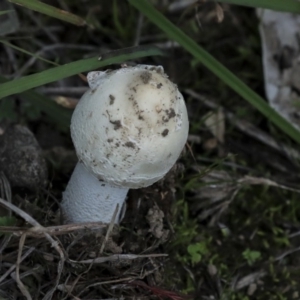 Macrolepiota dolichaula at Dunlop, ACT - 7 Apr 2020