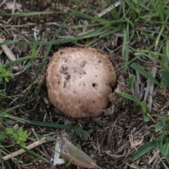 Agaricus sp. (Agaricus) at Dunlop, ACT - 7 Apr 2020 by Alison Milton