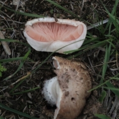 Agaricus sp. at Dunlop, ACT - 7 Apr 2020