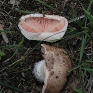 Agaricus sp. at Dunlop, ACT - 7 Apr 2020