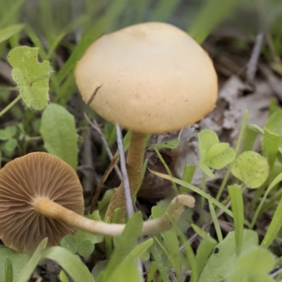 Unverified Fungus at Dunlop, ACT - 7 Apr 2020 by AlisonMilton