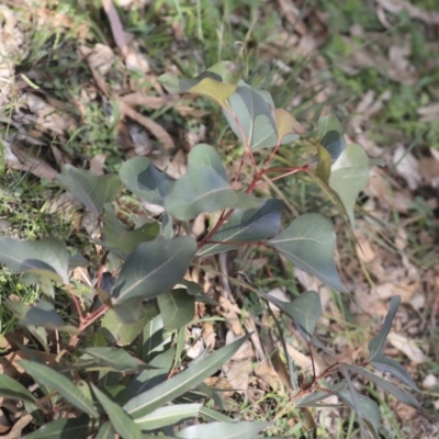 Brachychiton populneus subsp. populneus (Kurrajong) at Dunlop, ACT - 7 Apr 2020 by AlisonMilton