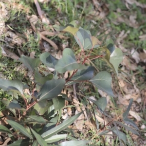 Brachychiton populneus subsp. populneus at Dunlop, ACT - 7 Apr 2020